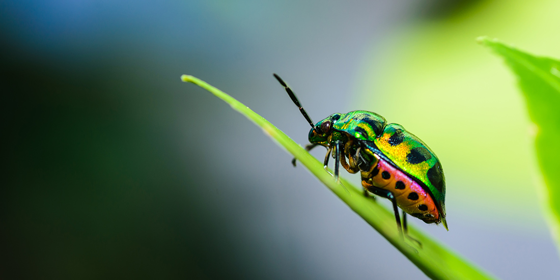 Little Bug Oracle Bug in Oracle Reporting patch 11.1.2.4.703 - How to solve it